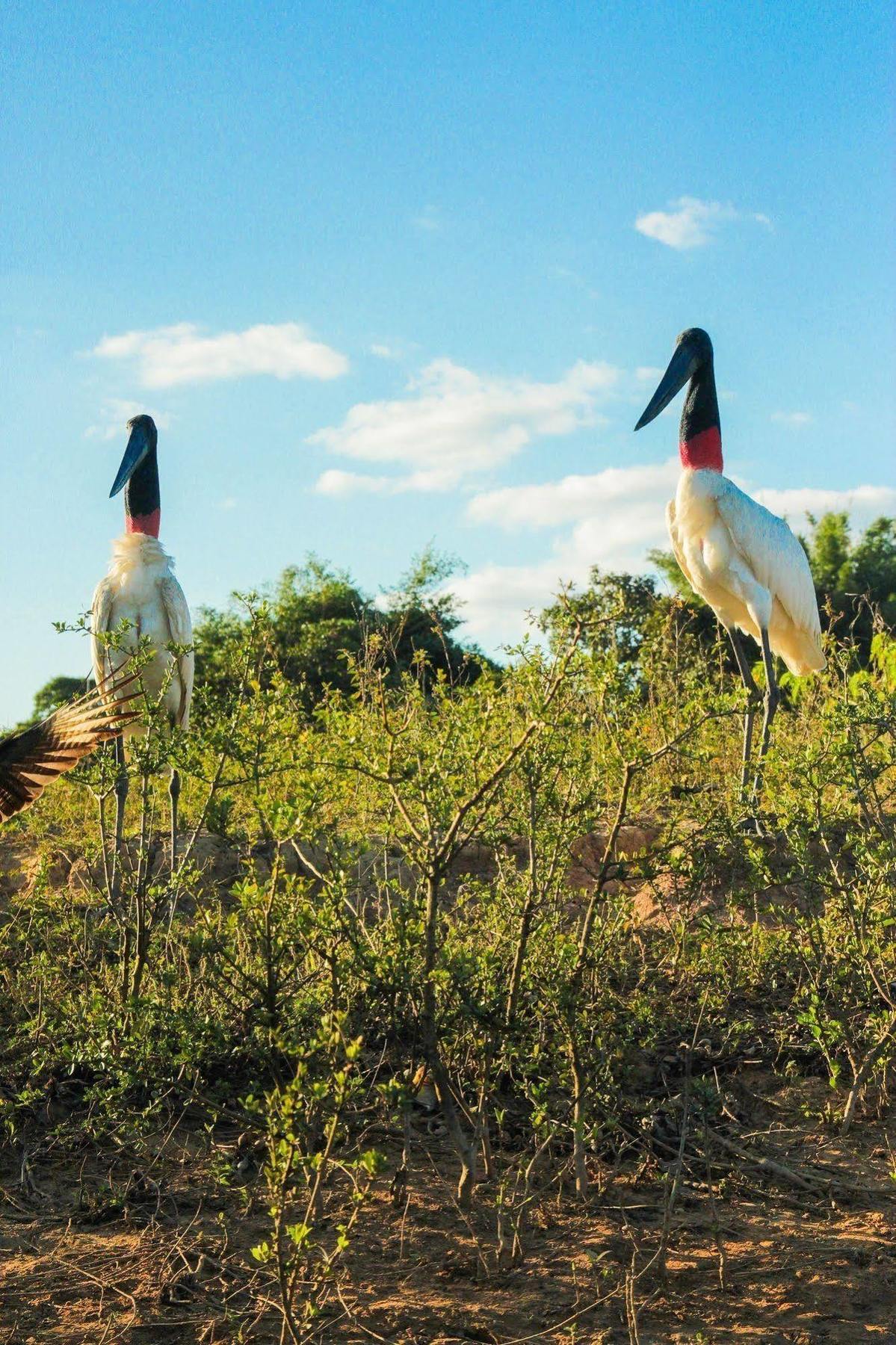 Pantanal Mato Grosso 2*