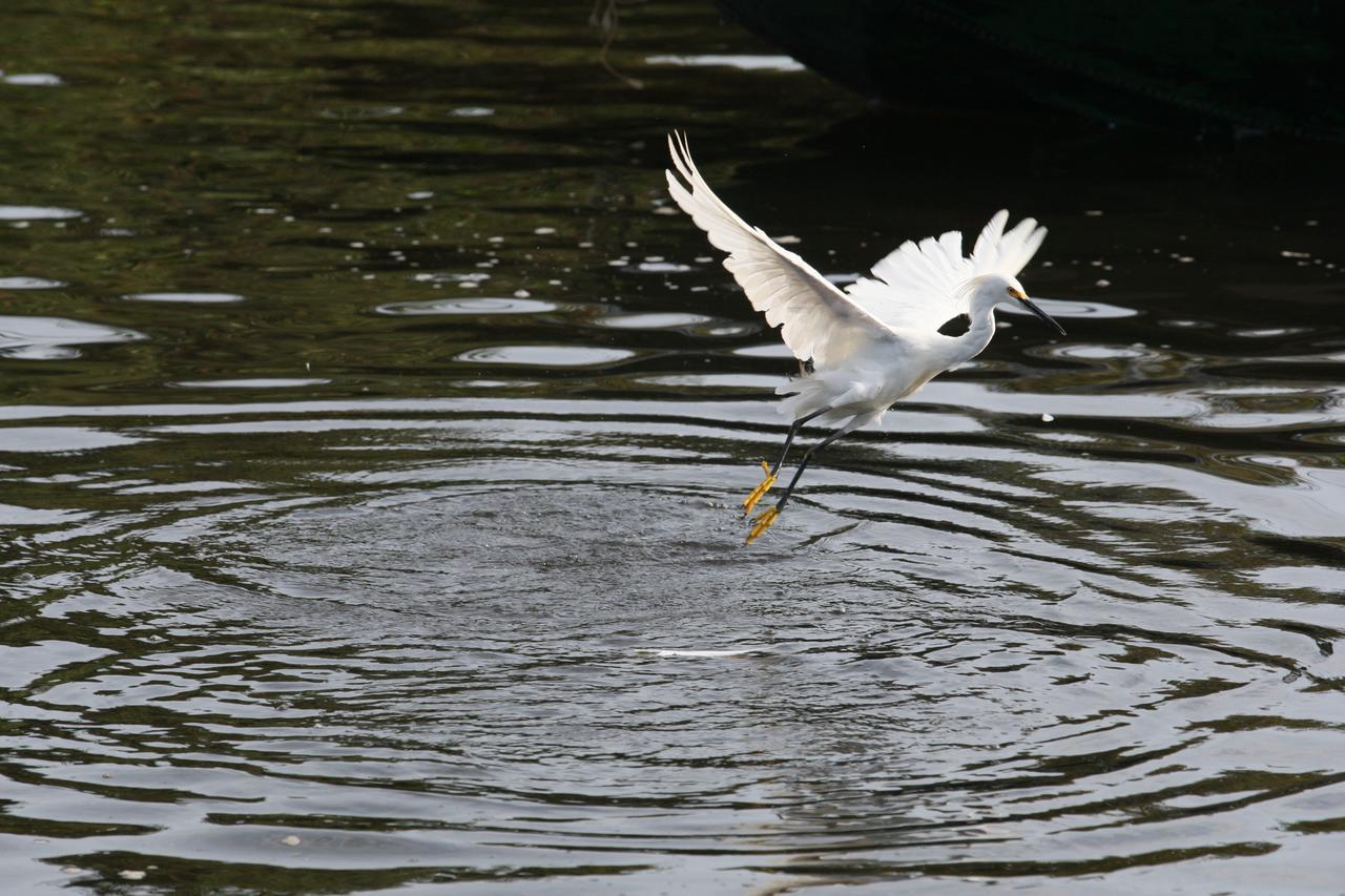 Pantanal Mato Grosso 2*