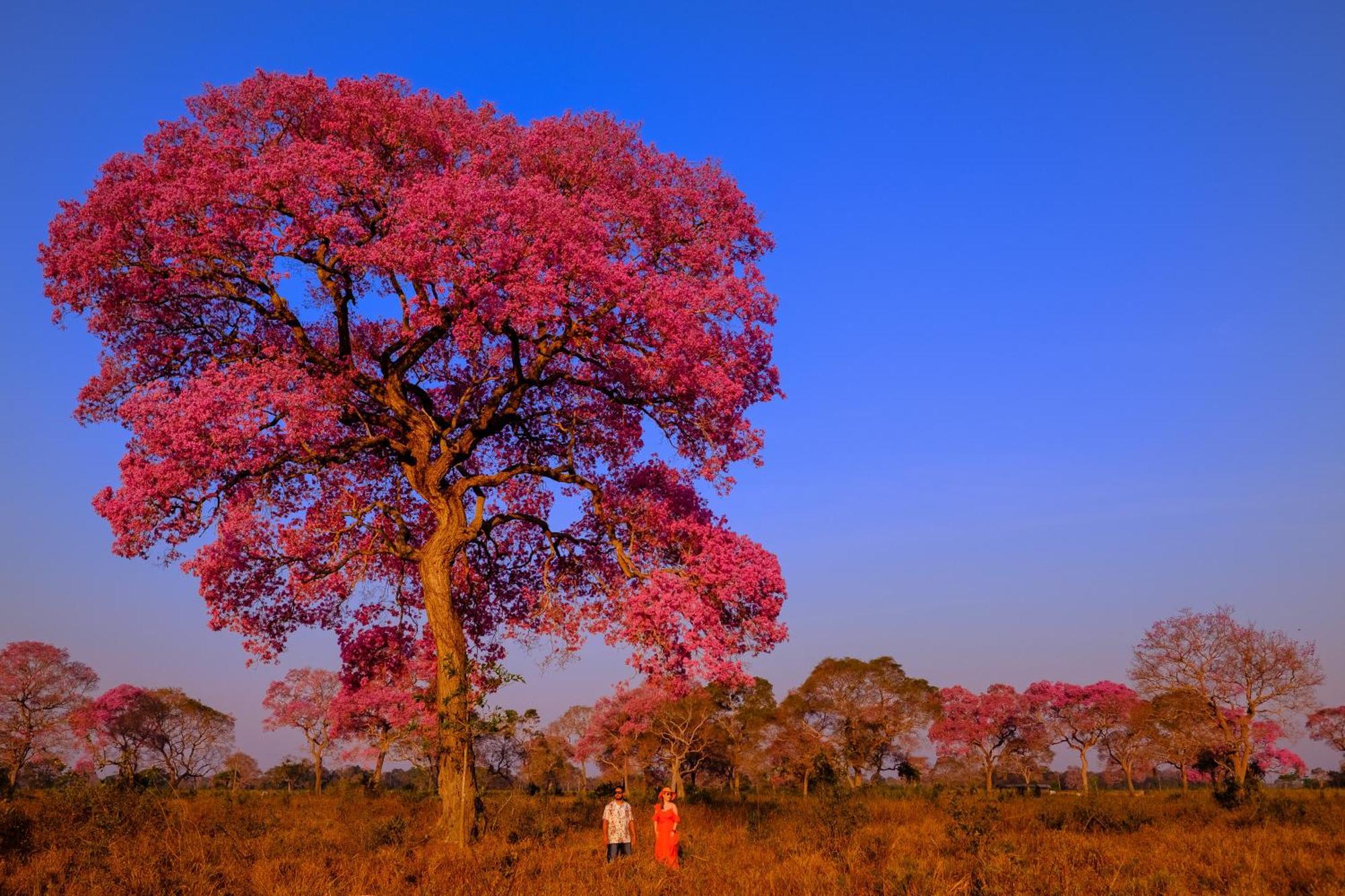 Pantanal Mato Grosso Hotel
